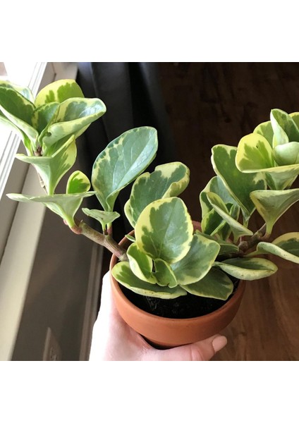 Peperomia Optusifolia Saksılı Bitki 5 Adet