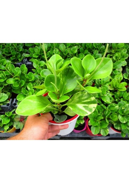 Peperomia Optusifolia Saksılı Bitki 5 Adet modelleri