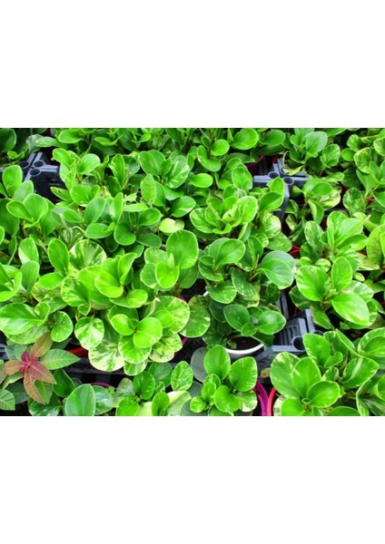 Peperomia Optusifolia Saksılı Bitki 5 Adet fırsatları