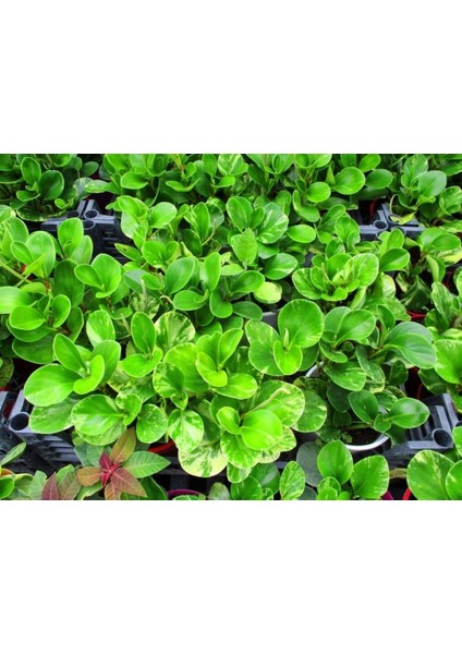 Peperomia Optusifolia Saksılı Bitki 5 Adet indirimleri