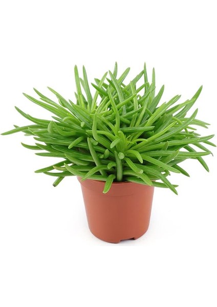 Etli Çalı Senecio – Senecio Himalaya - Senecio Barbertonicus 5 Ad