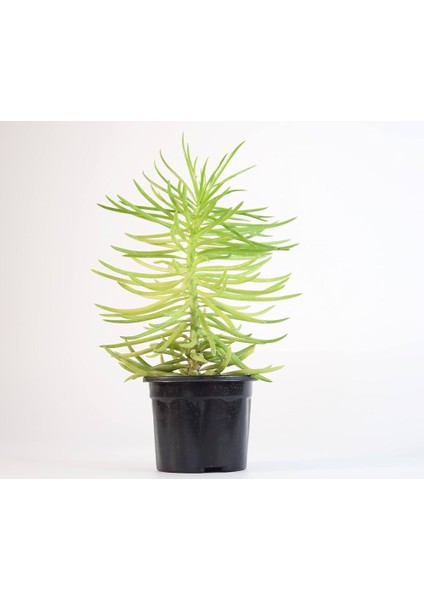 Etli Çalı Senecio – Senecio Himalaya - Senecio Barbertonicus 5 Ad