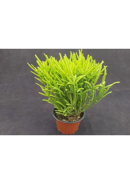 Prenses Çamı - Crassula Muscosa 5 Adet