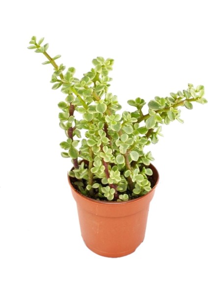 Yeşim Ağacı Çiçeği - Portulacaria Afra Variegata 20 Adet