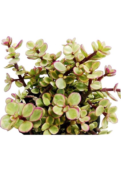 Yeşim Ağacı Çiçeği - Portulacaria Afra Variegata 20 Adet