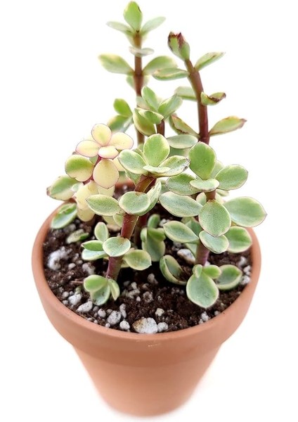 Yeşim Ağacı Çiçeği - Portulacaria Afra Variegata 20 Adet