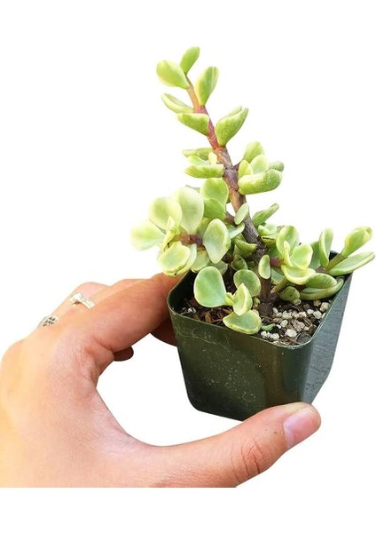 Yeşim Ağacı Çiçeği - Portulacaria Afra Variegata 20 Adet