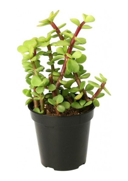 Yeşim Ağacı Çiçeği - Portulacaria Afra Variegata 20 Adet