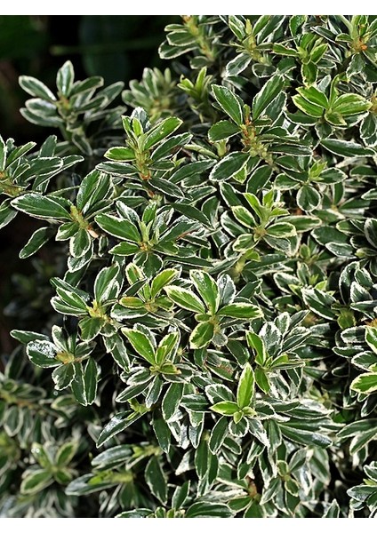 Gümüşi Çıtır Taflan 5 Adet