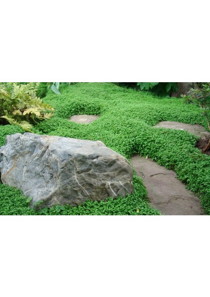 Arap Saçı Helxine Soleirolii 20 Adet modelleri