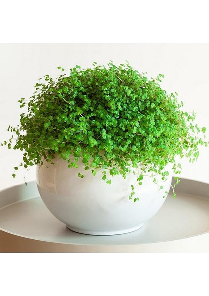 Arap Saçı Helxine Soleirolii 20 Adet fırsatları