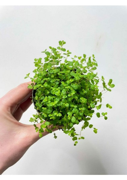 Arap Saçı Helxine Soleirolii 20 Adet indirimleri