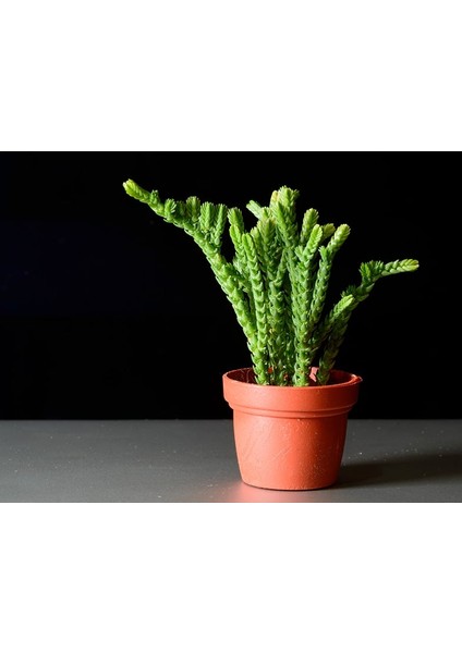 Prenses Çamı - Crassula Muscosa 20 Adet