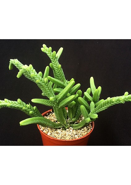 Prenses Çamı - Crassula Muscosa 20 Adet