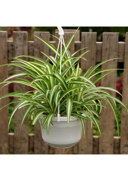Kurdele Çiçeği – Chlorophytum Comosum 5 Adet