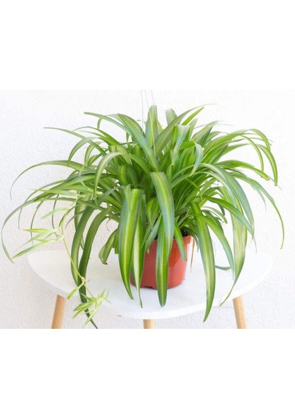 Kurdele Çiçeği – Chlorophytum Comosum 5 Adet