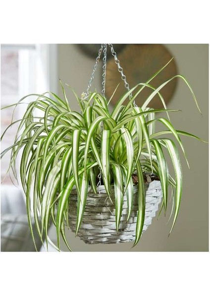 Kurdele Çiçeği – Chlorophytum Comosum 5 Adet