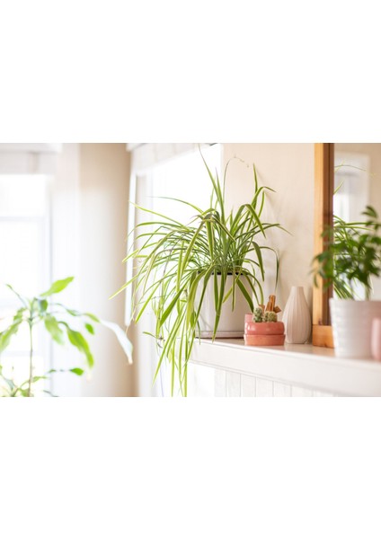 Kurdele Çiçeği – Chlorophytum Comosum 5 Adet