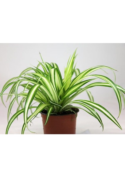Kurdele Çiçeği – Chlorophytum Comosum 5 Adet