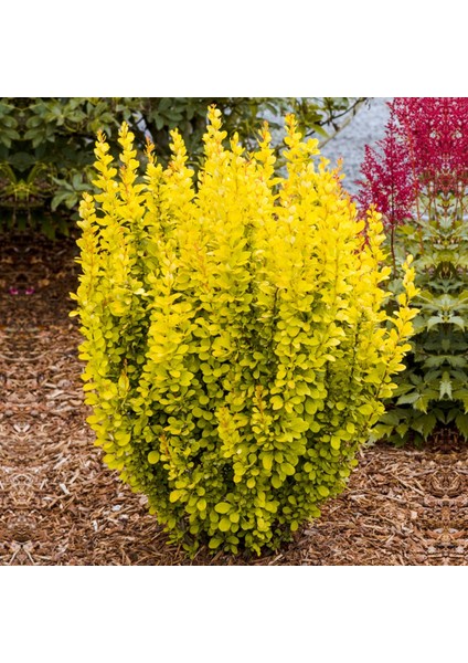 Sarı Berberis – Kadın Tuzluğu – Berberis Thunbergii Maria 3 Adet