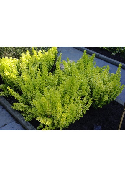 Sarı Berberis – Kadın Tuzluğu – Berberis Thunbergii Maria 3 Adet fiyatları