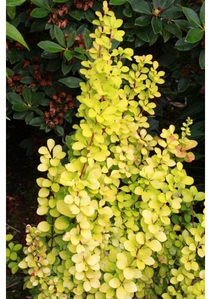 Sarı Berberis – Kadın Tuzluğu – Berberis Thunbergii Maria 3 Adet modelleri