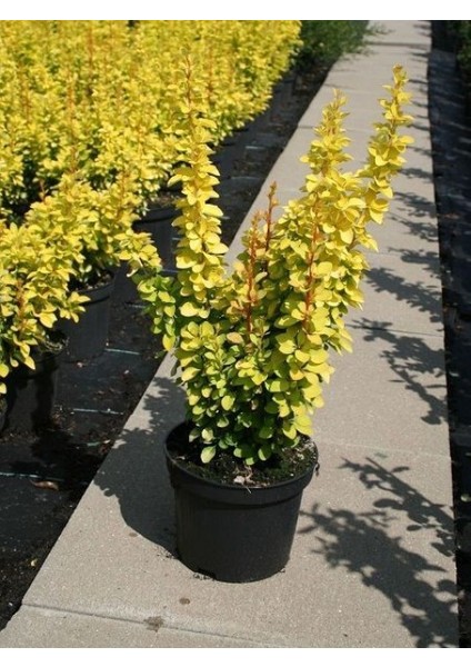 Sarı Berberis – Kadın Tuzluğu – Berberis Thunbergii Maria 3 Adet indirimleri