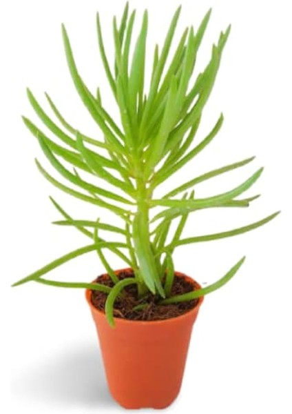 Etli Çalı Senecio – Senecio Himalaya - Senecio Barbertonicus 20 A