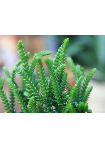 Prenses Çamı - Crassula Muscosa 10 Adet