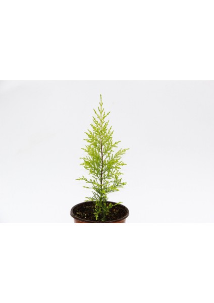 Limoni Servi (Cupressus Macrocarpa Goldcrest) 20-30 cm 10 Adet