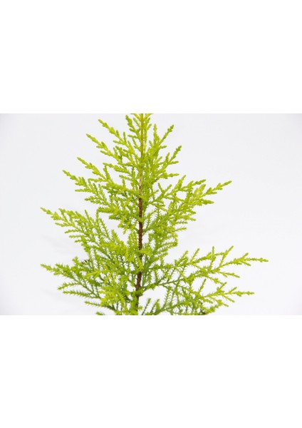 Limoni Servi (Cupressus Macrocarpa Goldcrest) 20-30 cm 10 Adet fiyatları