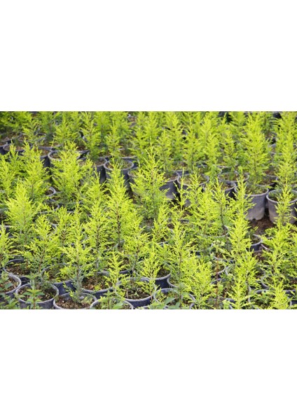 Limoni Servi (Cupressus Macrocarpa Goldcrest) 20-30 cm 10 Adet indirimleri