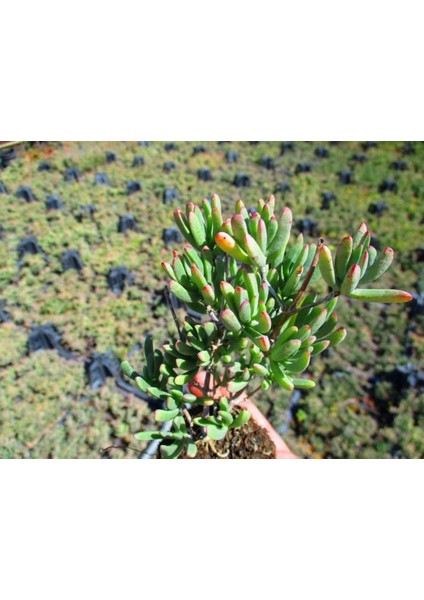 Izmir Güzeli Çiçeği 180 Adet fiyatları