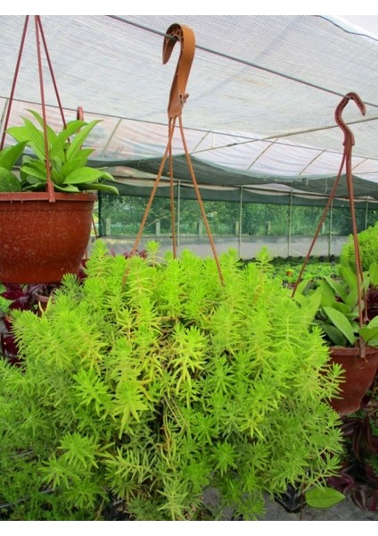 Sarı Sedum - Stonecrop Askılı Saksıda 5 Adet fiyatları