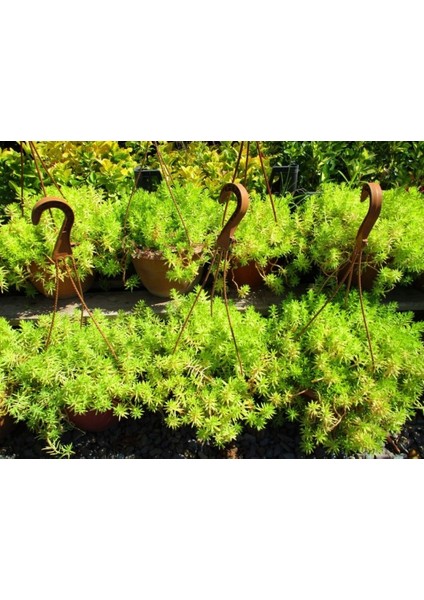 Sarı Sedum - Stonecrop Askılı Saksıda 5 Adet indirimleri