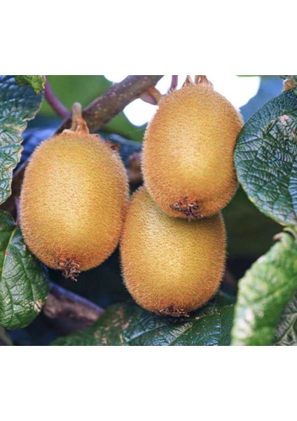 10'lu Hayward Kivi Fidanı 1 Erkek + 9 Dişi