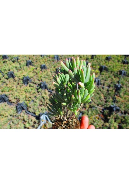 İzmir Güzeli Çiçeği 90 Adet fiyatları