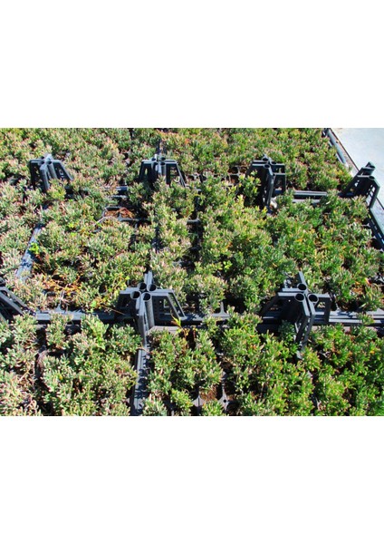 İzmir Güzeli Çiçeği 90 Adet fırsatları