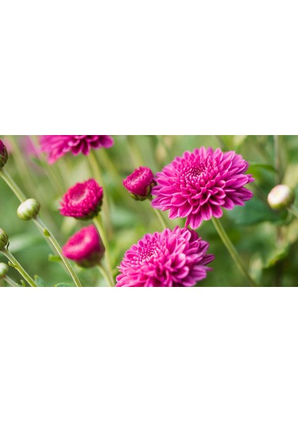 Kasımpatı Krizantem Chrysanthemum Pembe 3 Adet