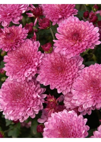 Kasımpatı Krizantem Chrysanthemum Pembe 3 Adet fiyatları