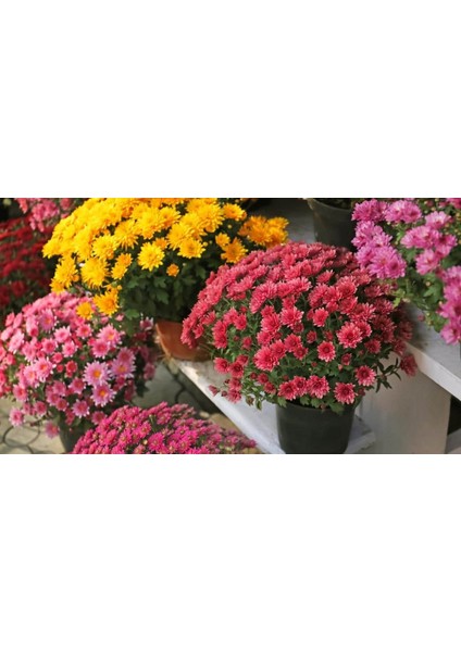 Kasımpatı Krizantem Chrysanthemum Kırmızı 3 Adet fiyatları