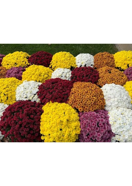 Kasımpatı Krizantem Chrysanthemum Kırmızı 3 Adet modelleri