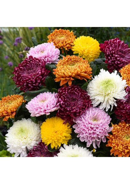 Kasımpatı Krizantem Chrysanthemum Kırmızı 3 Adet fırsatları