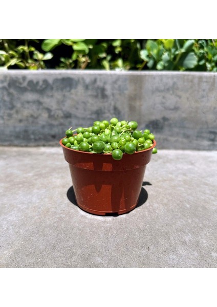Tespih Çiçeği Senecio Rowleyanus 10 Adet