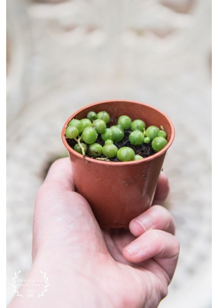 Tespih Çiçeği Senecio Rowleyanus 10 Adet