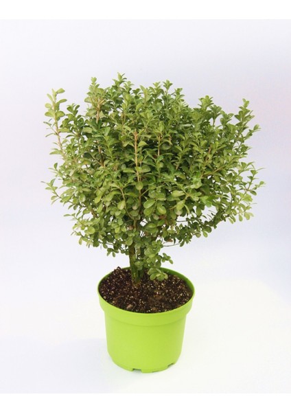 Yeşil Saksıda Şimşir Fidanı 5 Adet