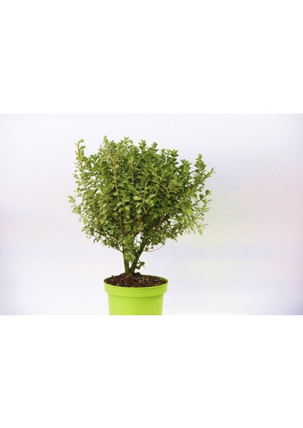 Yeşil Saksıda Şimşir Fidanı 5 Adet fırsatları