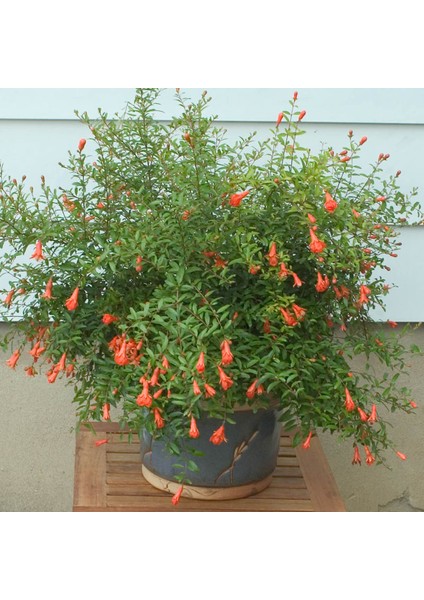 Bodur Süs Narı - Punica Granatum "nana" 3 Adet