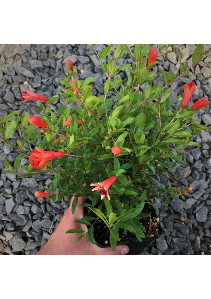 Bodur Süs Narı - Punica Granatum "nana" 3 Adet