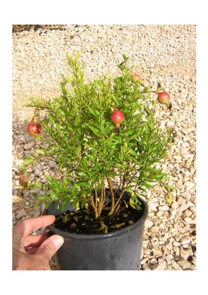 Bodur Süs Narı - Punica Granatum "nana" 3 Adet